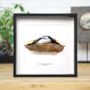 Male Male Competition In Lacordairei Stag Beetles Insect Bug Moth Butterfly Box Frame Entomology Taxidermy Interior Design Modern Home Decor Wall Hanging Display Gift Ornament, thumbnail 1 of 5