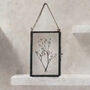 Set Of Pressed Flower Frames: Black Daisy, Bunny Tails, thumbnail 6 of 11