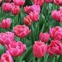 Spring Bulbs Tulips 'Double Mixed' 24 Bulb Pack, thumbnail 5 of 6
