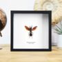 King Of Wasps Insect Bug Moth Butterfly Box Frame Entomology Taxidermy Interior Design Modern Home Decor Wall Hanging Display Gift Ornament, thumbnail 1 of 3