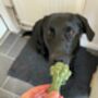 Dog Chew Veggie Or Meat, thumbnail 2 of 6