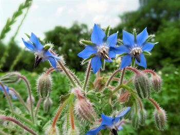 Herb Plants Borage In 9cm Pots, 6 of 7