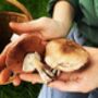 Forage And Feast Experience In The Northwest, thumbnail 11 of 12