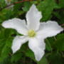 Clematis Prince George, Plant Gift Idea, thumbnail 1 of 2