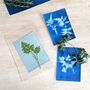 Sun Printing Cyanotype Kit, thumbnail 4 of 4