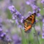 Lavender Plants 'Hidcote' In A One Litre Pot, thumbnail 5 of 10