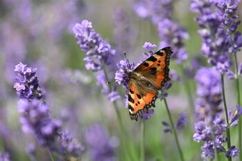 Lavender Plants 'Hidcote' In A One Litre Pot, 5 of 10