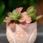 Terracotta Owl Planter With Choice Of Chinese Money Plant Pilea, thumbnail 2 of 3