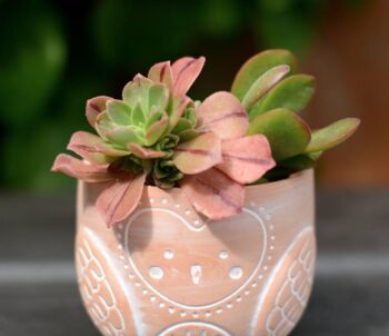 Terracotta Owl Planter With Choice Of Chinese Money Plant Pilea, 2 of 3