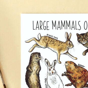 Large Mammals Of Britain Postcard, 6 of 7