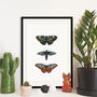 Butterfly Botanical Illustration Print, thumbnail 1 of 4