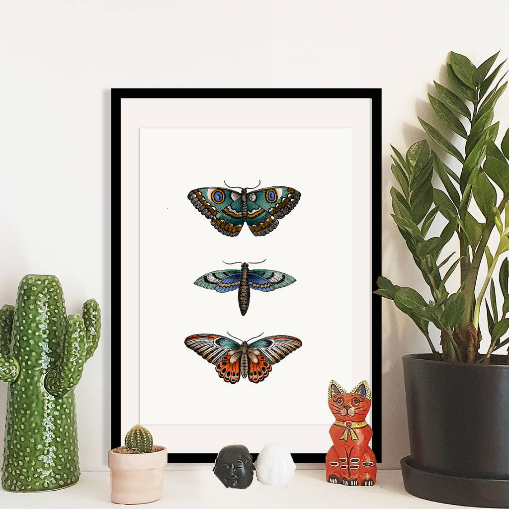 Butterfly Botanical Illustration Print By Alpha Beta Studio