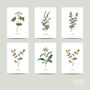 Set Of Six Vintage Botanical Art Prints | A4 Lithograph Style With Latin Names | Wall Art For Home Interiors, thumbnail 9 of 12