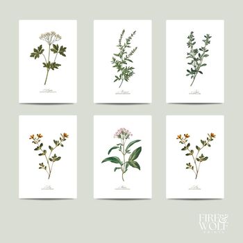 Set Of Six Vintage Botanical Art Prints | A4 Lithograph Style With Latin Names | Wall Art For Home Interiors, 9 of 12