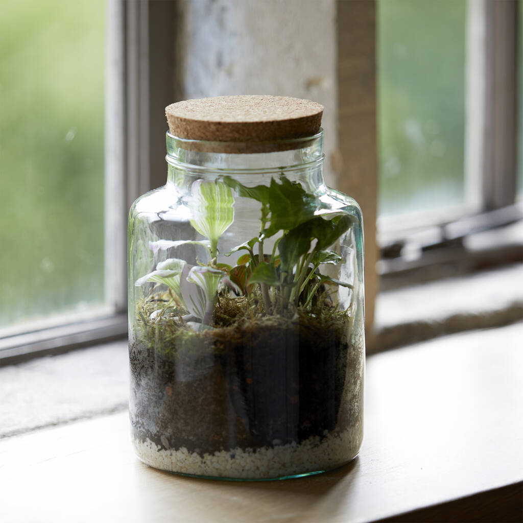 Glass Terrarium Kit With Cork Lid By Garden Gifts