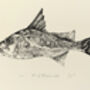 F Is For Forktail Lates Illustration Print, thumbnail 4 of 6