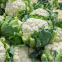 Cauliflower 'Maystar' Three X Plug Plant Pack, thumbnail 5 of 5