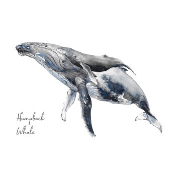 Humpback Whale Watercolour Fine Art Print, 2 of 3