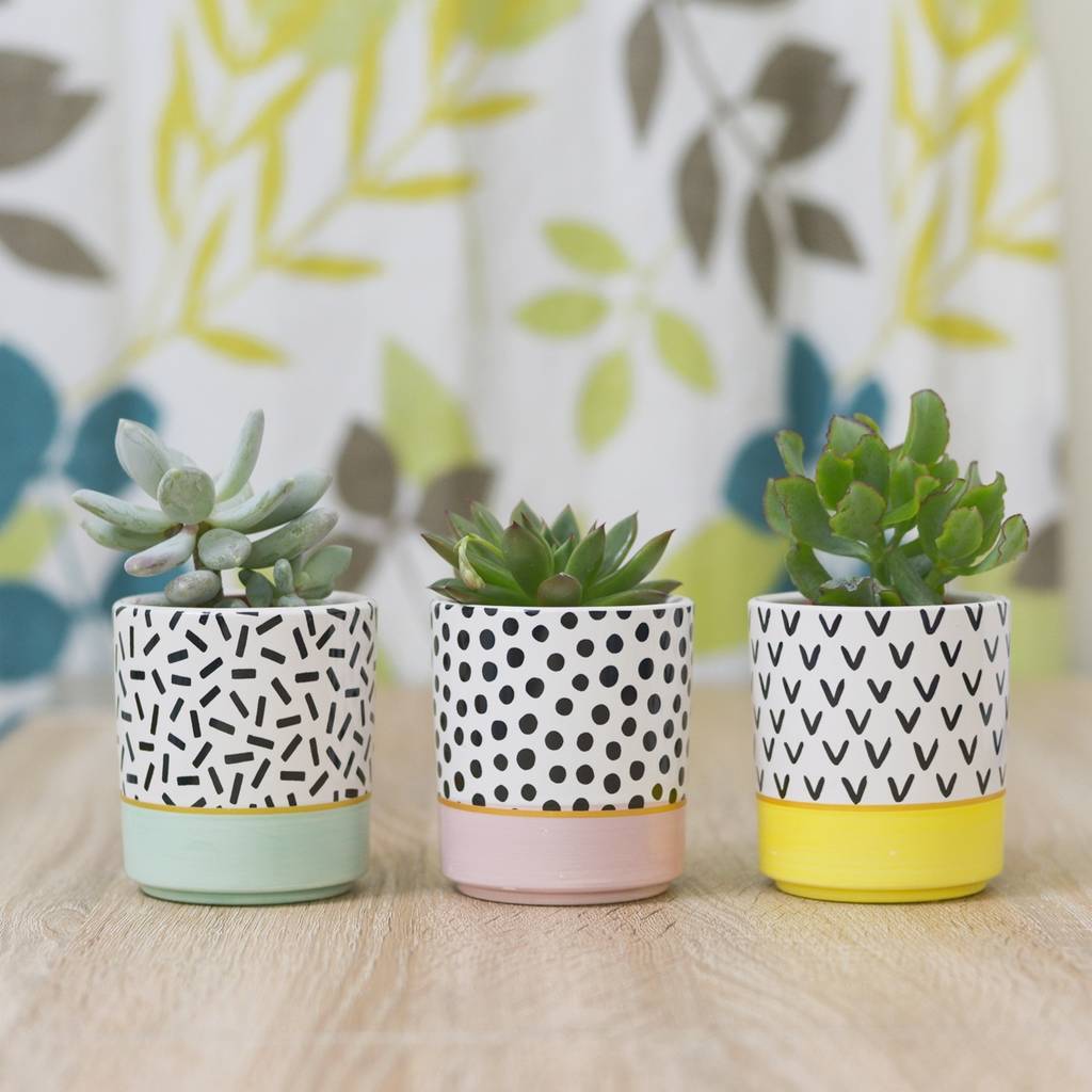 set of three pastel colour planters with succulents by dingading ...