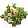 Geometric Glass Cube Cactus Terrarium Kit, thumbnail 3 of 3