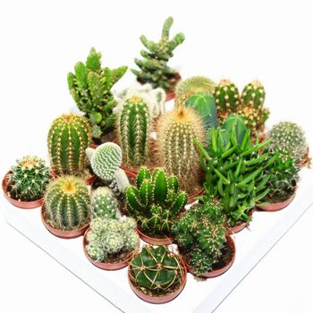 Geometric Glass Cube Cactus Terrarium Kit, 3 of 3