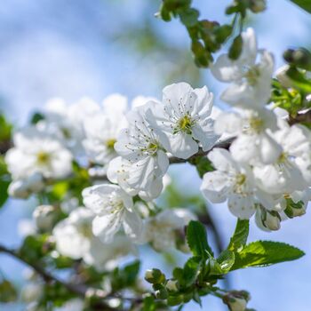 Fruit Tree Cherry 'Morello' One X 10 Litre Pot, 2 of 6