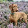 Premium Waterproof Biothane Dog Buckle Collar, thumbnail 5 of 12