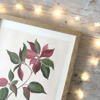 Poinsettia Botanical Print, 4 of 5