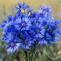 Flowering Plants 'Cornflower' Three X 9cm Pots, thumbnail 1 of 4