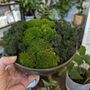 Preserved Moss In A Large Ceramic Handmade Bowl, thumbnail 1 of 8