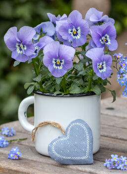 Viola 'Marina Babyface' Six X Plant Pack, 4 of 4