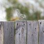 Rusty Metal Robin Garden Bird Fence Topper, thumbnail 5 of 10