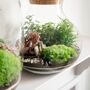 Complete Diy Terrarium Kit | 'Calgary', thumbnail 5 of 11