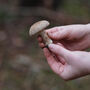 Autumn Foraging Workshop For One In The South Downs, thumbnail 6 of 12