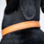 Personalised Padded Luxury Leather Dog Collar, thumbnail 4 of 12