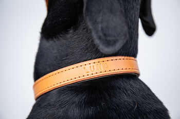 Personalised Padded Luxury Leather Dog Collar, 4 of 12