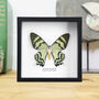 Maluku Islands Moth Handcrafted Frame, thumbnail 1 of 3