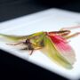 Rose Winged Grasshopper Insect Bug Moth Butterfly Box Frame Entomology Taxidermy Interior Design Modern Home Decor Wall Hanging Display Gift Ornament, thumbnail 2 of 4