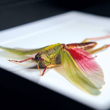 Rose Winged Grasshopper Insect Bug Moth Butterfly Box Frame Entomology Taxidermy Interior Design Modern Home Decor Wall Hanging Display Gift Ornament, 2 of 4