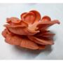 Pink Oyster Mushroom Grow Kit, thumbnail 2 of 7