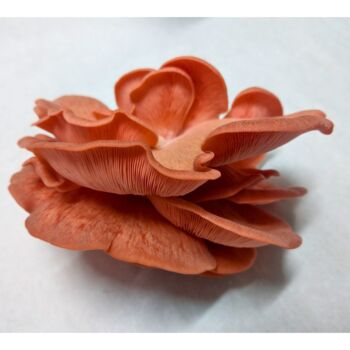 Pink Oyster Mushroom Grow Kit, 2 of 7