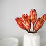 Dried Protea Repens Sugarbush Flowers, thumbnail 5 of 6