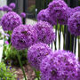 Spring Bulbs Allium 'Globemaster' 12 X Bulb Pack, thumbnail 4 of 6