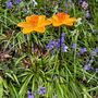 Set Of Two Daffodil Garden Ornament Bird Feeders In Cast Iron, thumbnail 6 of 6