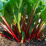 Rhubarb 'Victoria' Plant In 2 L Pot, thumbnail 3 of 4