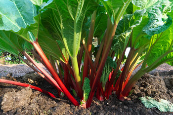 Rhubarb 'Victoria' Plant In 2 L Pot, 3 of 4