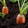 Vegetable Plants Carrot 'Chantenay' 12 X Plug Plant, thumbnail 4 of 7