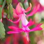 Christmas Cactus Pink 'Exotic Dancer' One X 13cm Pot, thumbnail 4 of 5