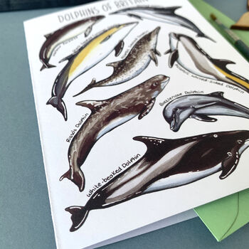 Dolphins Of Britain Greeting Card, 9 of 12