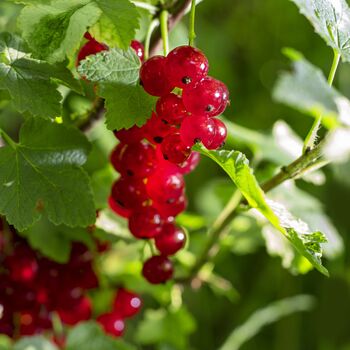 Redcurrant Plants, 'Red Lake', 4 of 5